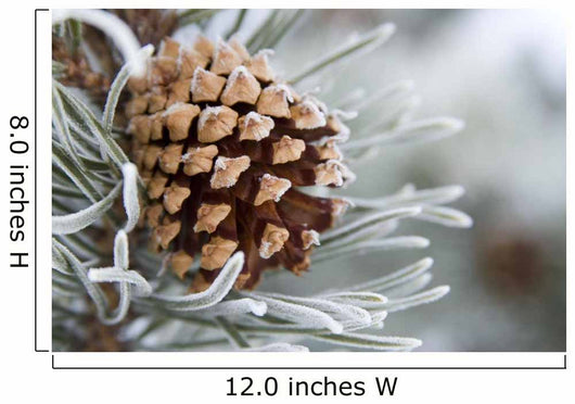 Close-Up Image Of Frost-Covered Pine Cone On Branch In Winter Wall Mural