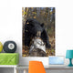 Black Bear Stepping Over Log In Forest Southcentral Alaska Autumn Wall Mural