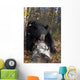 Black Bear Stepping Over Log In Forest Southcentral Alaska Autumn Wall Mural
