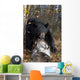 Black Bear Stepping Over Log In Forest Southcentral Alaska Autumn Wall Mural