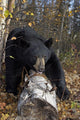 Black Bear Stepping Over Log In Forest Southcentral Alaska Autumn Wall Mural
