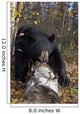 Black Bear Stepping Over Log In Forest Southcentral Alaska Autumn Wall Mural