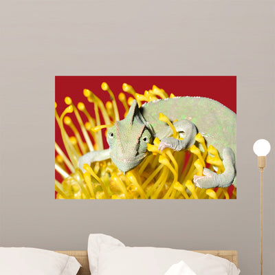 Chameleon shown on a wall
