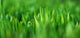 Grass Wall Decal Design 4