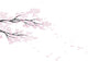 sakura Wall Decal