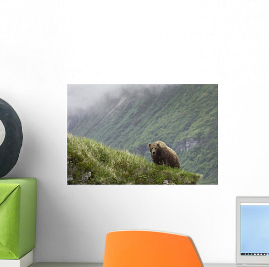 A Male Brown Bear Stands On A Grassy Ridge On An Island In Amalik Bay Wall Mural