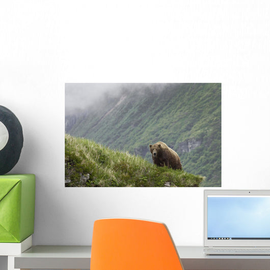 A Male Brown Bear Stands On A Grassy Ridge On An Island In Amalik Bay Wall Mural