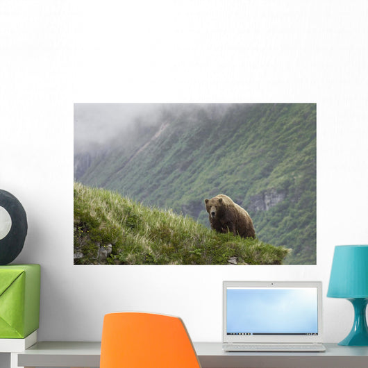 A Male Brown Bear Stands On A Grassy Ridge On An Island In Amalik Bay Wall Mural