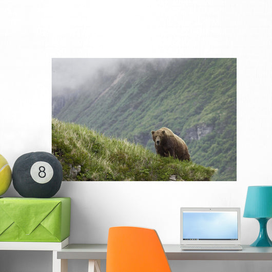 A Male Brown Bear Stands On A Grassy Ridge On An Island In Amalik Bay Wall Mural