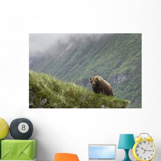 A Male Brown Bear Stands On A Grassy Ridge On An Island In Amalik Bay Wall Mural