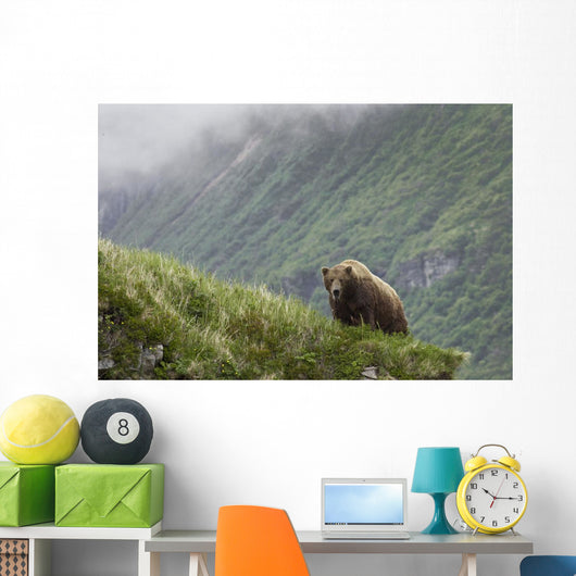 A Male Brown Bear Stands On A Grassy Ridge On An Island In Amalik Bay Wall Mural