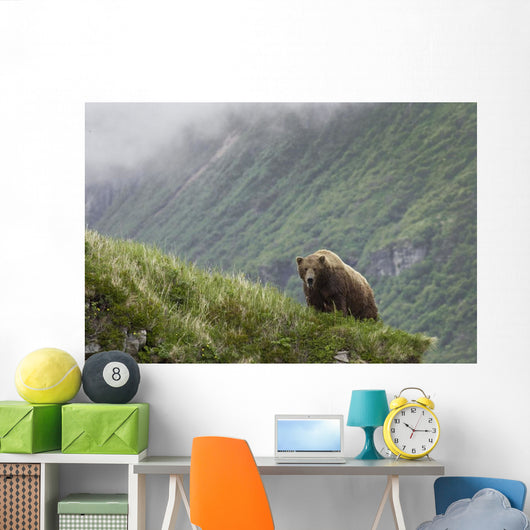 A Male Brown Bear Stands On A Grassy Ridge On An Island In Amalik Bay Wall Mural