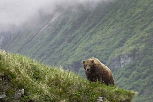 A Male Brown Bear Stands On A Grassy Ridge On An Island In Amalik Bay Wall Mural