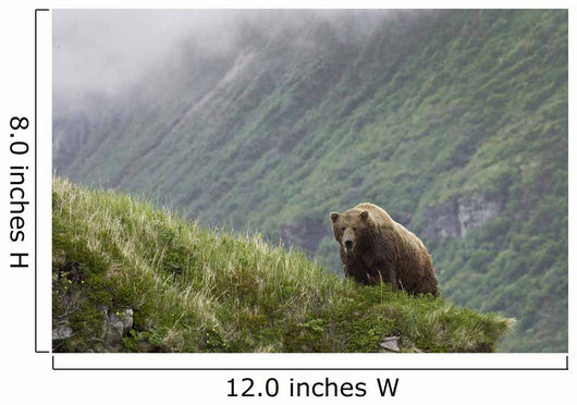 A Male Brown Bear Stands On A Grassy Ridge On An Island In Amalik Bay Wall Mural