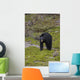 Black Bear Foraging For Food At Jasper National Park Spring Wall Mural