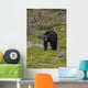 Black Bear Foraging For Food At Jasper National Park Spring Wall Mural