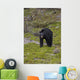 Black Bear Foraging For Food At Jasper National Park Spring Wall Mural