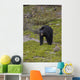 Black Bear Foraging For Food At Jasper National Park Spring Wall Mural