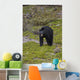 Black Bear Foraging For Food At Jasper National Park Spring Wall Mural