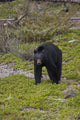 Black Bear Foraging For Food At Jasper National Park Spring Wall Mural