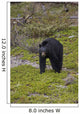 Black Bear Foraging For Food At Jasper National Park Spring Wall Mural