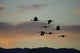 Flock Of Flying Sandhill Cranes At Sunset Wall Mural