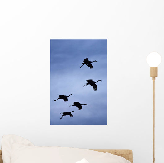 Flock Of Flying Sandhill Cranes Against The Sky Preparing To Land Wall Mural
