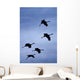 Flock Of Flying Sandhill Cranes Against The Sky Preparing To Land Wall Mural