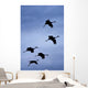 Flock Of Flying Sandhill Cranes Against The Sky Preparing To Land Wall Mural