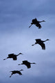 Flock Of Flying Sandhill Cranes Against The Sky Preparing To Land Wall Mural