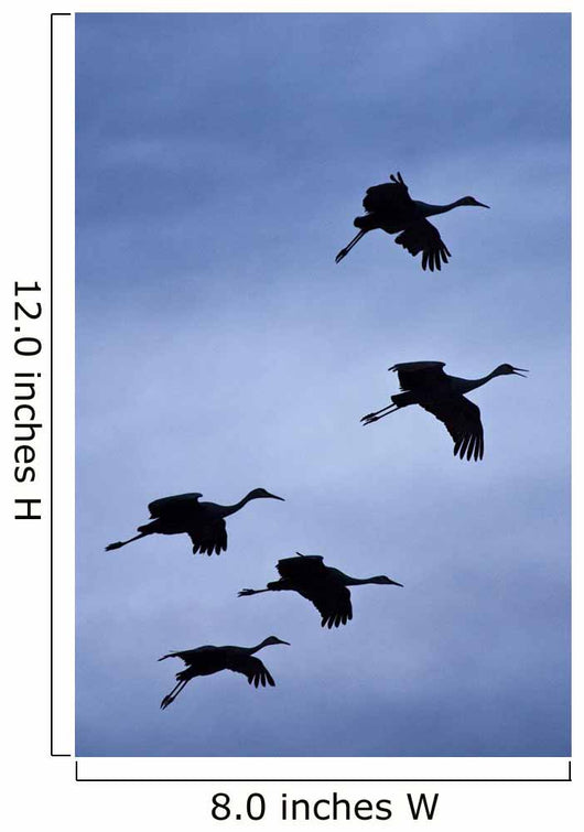 Flock Of Flying Sandhill Cranes Against The Sky Preparing To Land Wall Mural