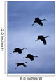 Flock Of Flying Sandhill Cranes Against The Sky Preparing To Land Wall Mural