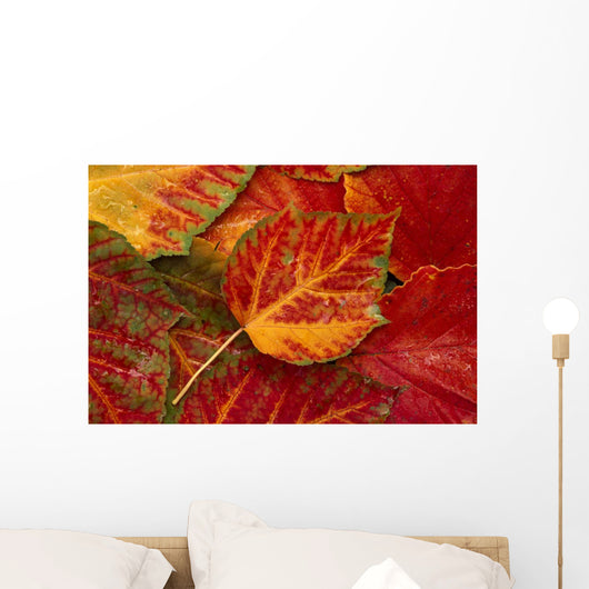 Stripebark Maple Leaf Fall Close-Up Wall Mural