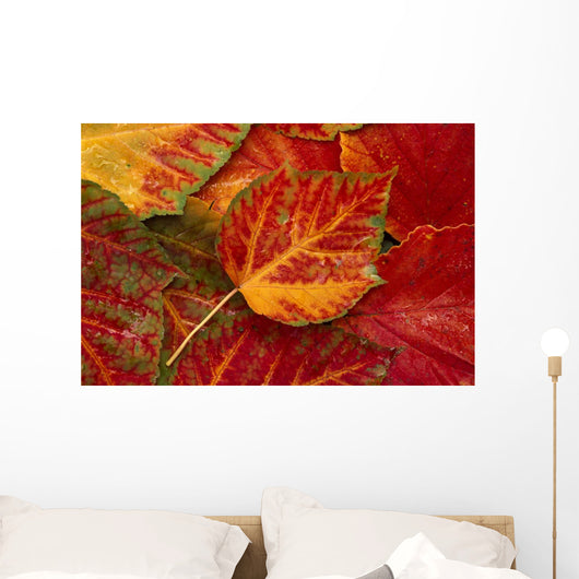 Stripebark Maple Leaf Fall Close-Up Wall Mural