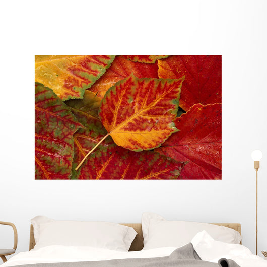 Stripebark Maple Leaf Fall Close-Up Wall Mural