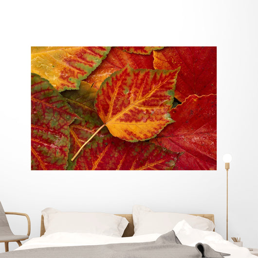 Stripebark Maple Leaf Fall Close-Up Wall Mural