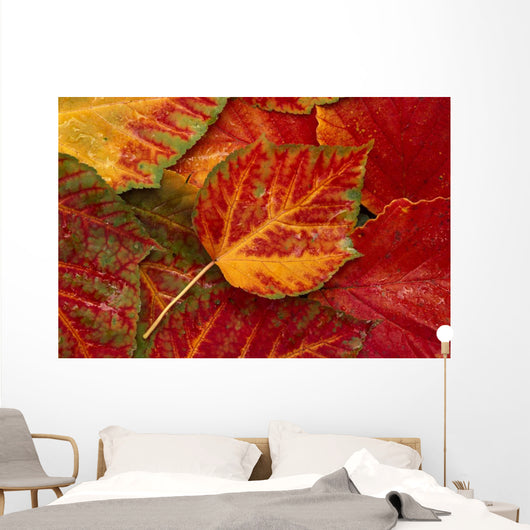 Stripebark Maple Leaf Fall Close-Up Wall Mural