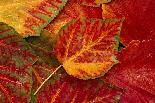 Stripebark Maple Leaf Fall Close-Up Wall Mural