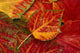 Stripebark Maple Leaf Fall Close-Up Wall Mural
