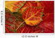 Stripebark Maple Leaf Fall Close-Up Wall Mural