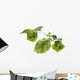 Detail of hop cone and leaves on white background Wall Decal
