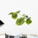 Detail of hop cone and leaves on white background Wall Decal