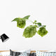 Detail of hop cone and leaves on white background Wall Decal