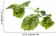 Detail of hop cone and leaves on white background Wall Decal