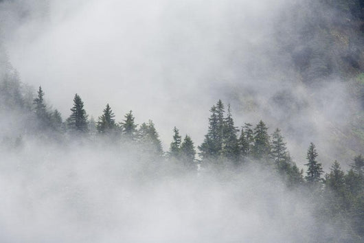Fog Rises Among The Trees Wall Mural