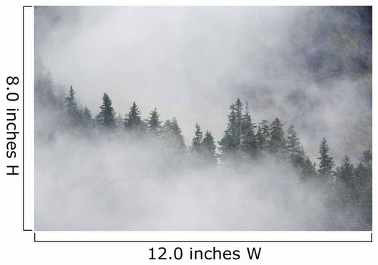 Fog Rises Among The Trees Wall Mural
