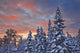 View Of Snow Covered Spruce Trees Wall Mural