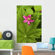 Pink Salmon Berry Flower Resting On Devils Club Leaf Cordova Alaska Wall Mural