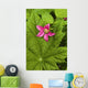 Pink Salmon Berry Flower Resting On Devils Club Leaf Cordova Alaska Wall Mural