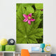 Pink Salmon Berry Flower Resting On Devils Club Leaf Cordova Alaska Wall Mural
